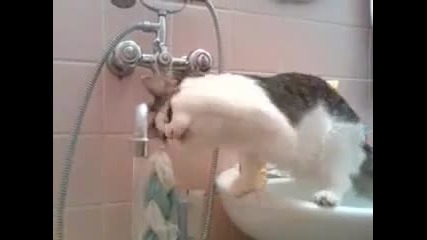 Смях много умно и забавно коте