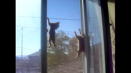 Котки Катерачи гимнастици 