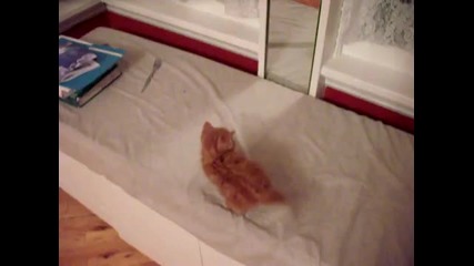 Котенце се плаши от себе си