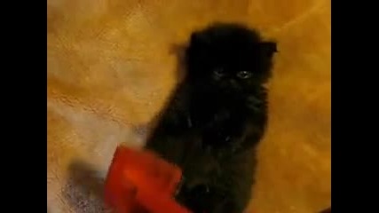 Cute Kitten Brushing