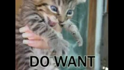 Very Funny Cats Part 2