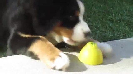 Забавно ! Куче срещу лимон