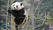 Pandas in China Had Sex for 8 Minutes