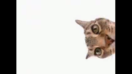 Котета