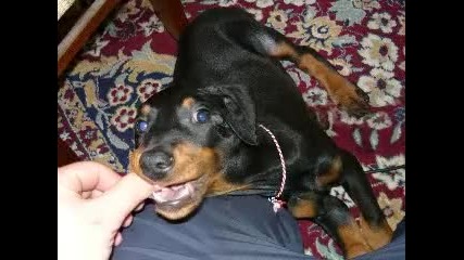 doberman - Crash (bebe)