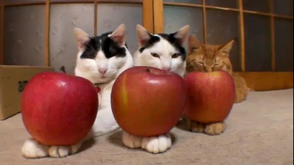 3 Котки и 3 Ябълки