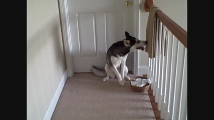 Куче се сдухва от котка ! 
