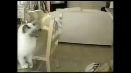Най - Смешните Котки На Света (компилация) 