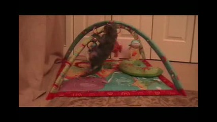 Котка си играе с играчки! - смях