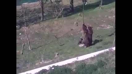 Майка-мечка потроши дръвче, за да свали малкото си