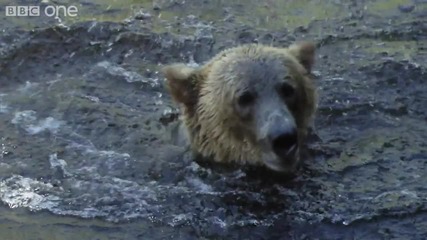 И мечките ловуват под водата! 