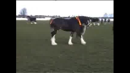 Shire Horse - Големи Красиви Коне ! 