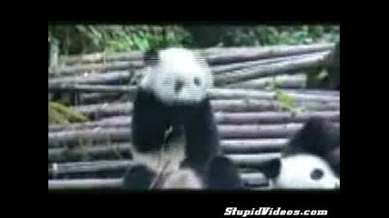 Хахаха Баси яката панда