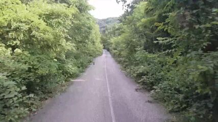 Най-обраслият път в България, сигурно и в Европа