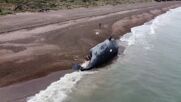 Най-малко 13 кита са намерени мъртви в аржентинска Патагония (ВИДЕО)