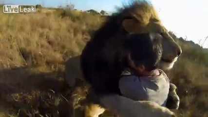 Невероятно! Мъж се прегръща с диви лъвове