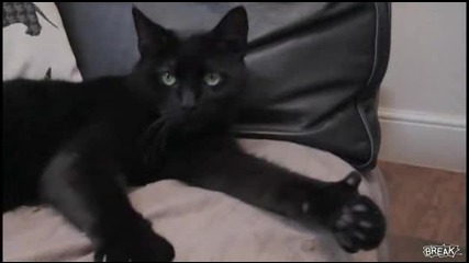 Коте показва палец 
