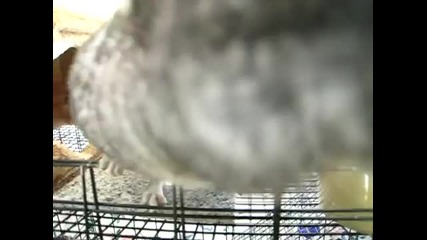 сладка чинчилка