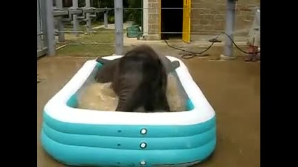 две слончета се къпят 
