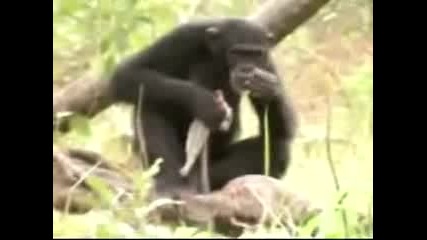 Chimp Hunts With A Spear