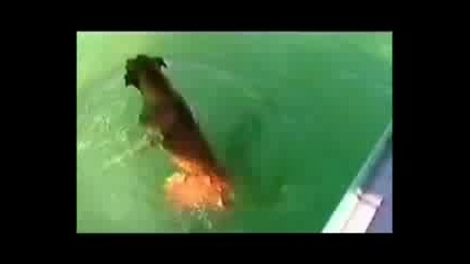 Безстрашно Куче помага на рибар за акула