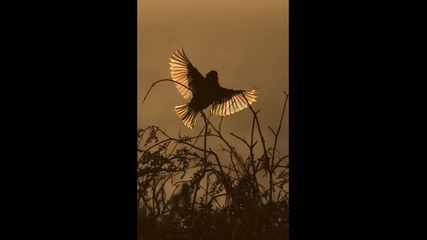 тsp - Nightingale (electro progressive house) 