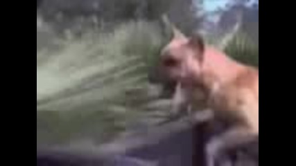 Megavideo - I m watching it 