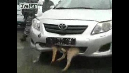 Заклещено куче в бронята на кола