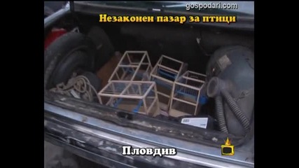 Незаконен пазар за птици 54