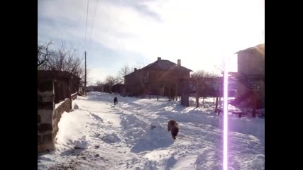 кавказка овчарка