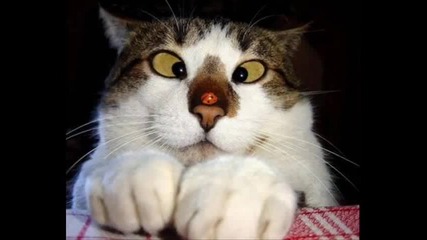 Very Funny Cats Part 1 