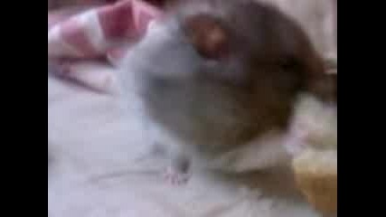 Misheto Mi 