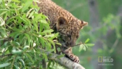Животът на Леопардите едни от най красивите животни 