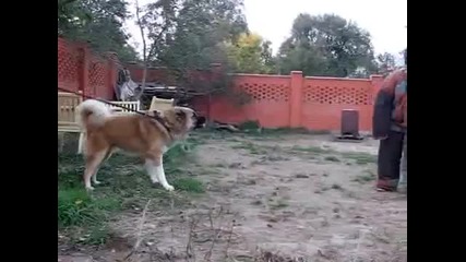 attack on caucasian dog 