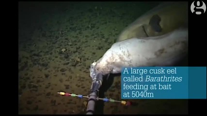 Учени откриха риба на рекордна дълбочина