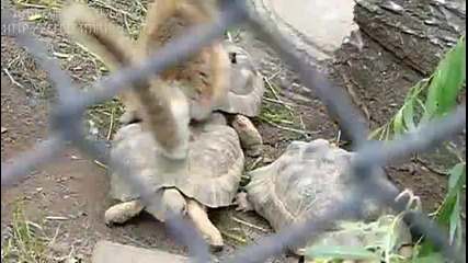 Лемур се вози върху костенурки
