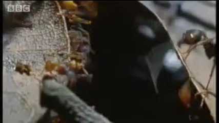 Ant Army Invasion! - Wild South America - Bbc 