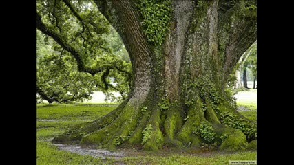 Природата В Зелено - Nature In Green