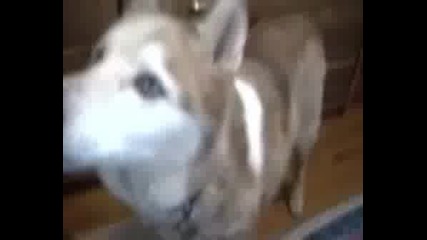 Говорещи Животни - Много Смях