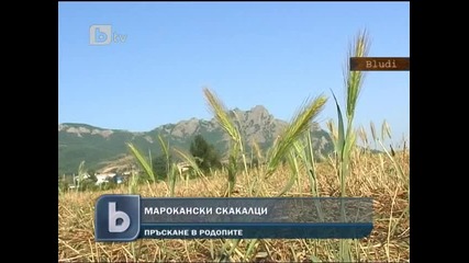 Огромни скакалци нападат Родопите