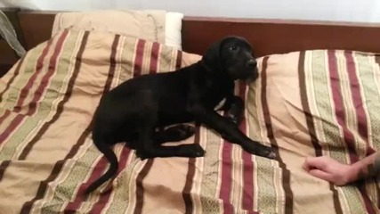 Сънливо кученце отказва да стане от леглото ,смях