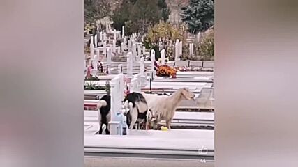 Кози на гробището в Асеновград