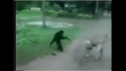Маймунка ебава куче
