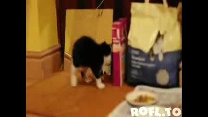 Котенце открива отражението си в огледалото - Смях 