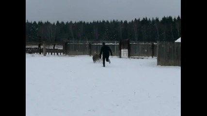 Dogo Argentino