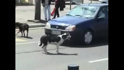 Никога не бибиткай на куче, когато е пред колата ти! Смяx