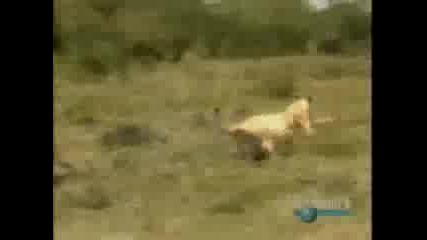 Биволи Атакуват Лъвове