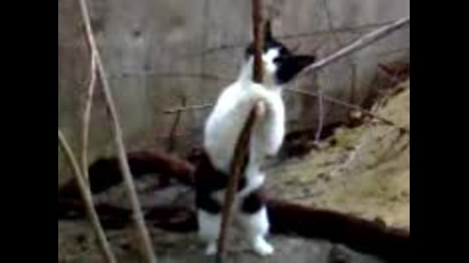 котка стриптизьорка 