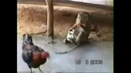 Кокошка, Маймуна И Котка