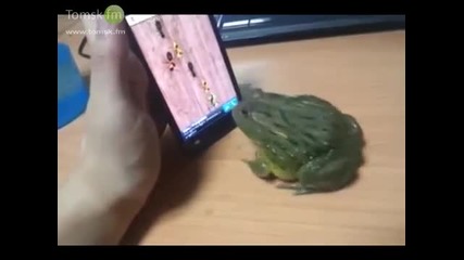 Жаба играе на iphone и накрая захапа собственика му